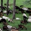 Herd of goats in Alicudi